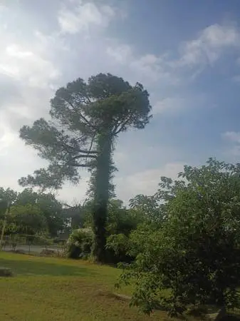 Storm damage, Fallen trees, or Hazardous limbs - call 714-414-7304