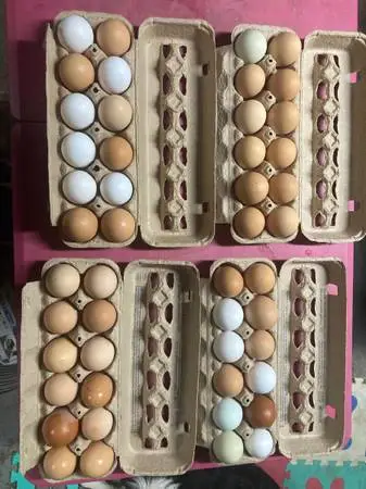 Free-Range/Pastured Chicken and Duck Eggs