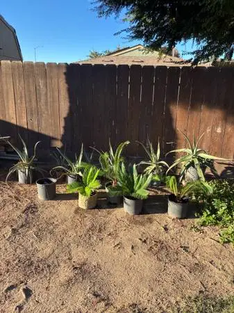 Potted aloe vera plants