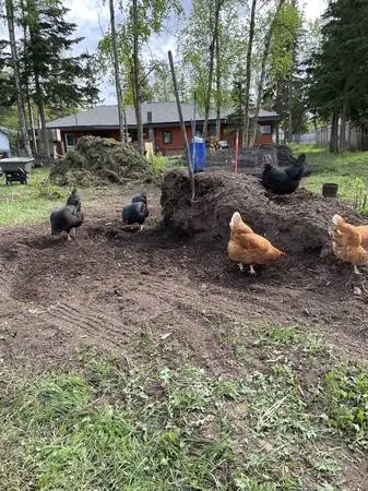 Compost organic topsoil for garden and lawn - cubic yard