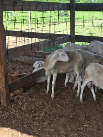 St. Croix purebred ram lamb