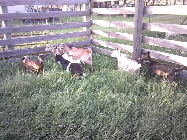 Goat Kids