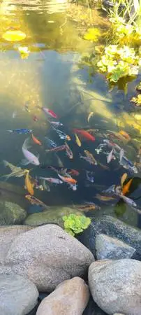 baby koi fish