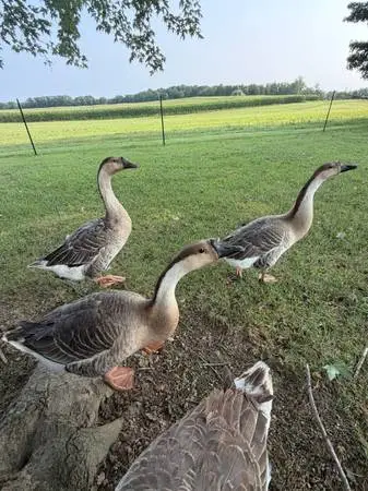 Female Brown Chinese Geese for sale