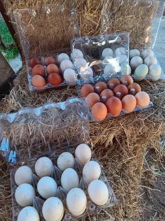 Chicken and Duck eggs