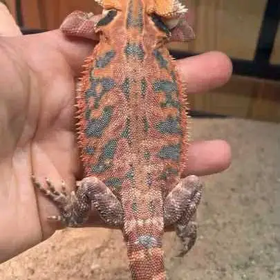 bearded dragon