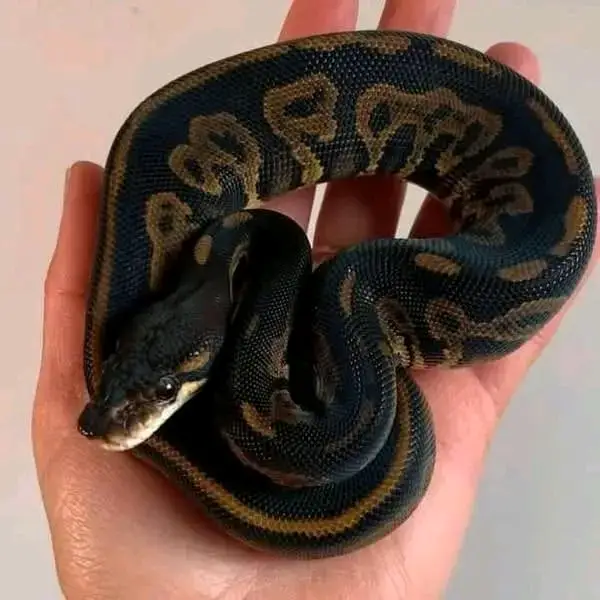snake