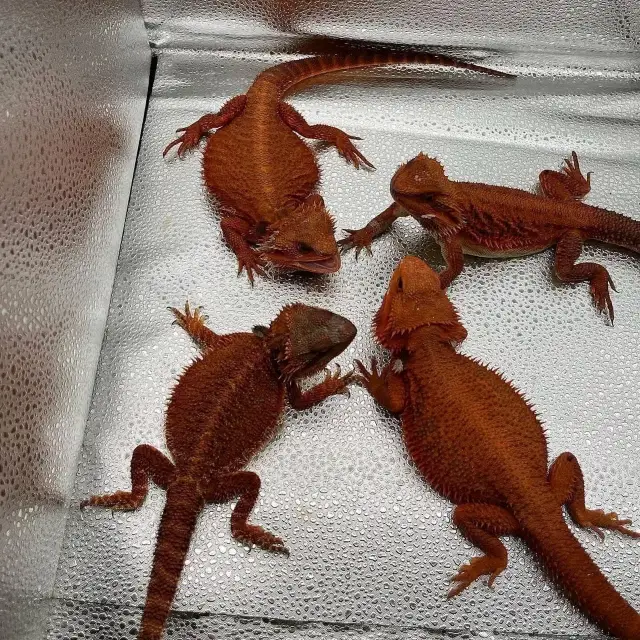 bearded dragon