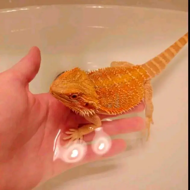 bearded dragon