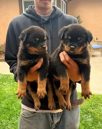 Pups