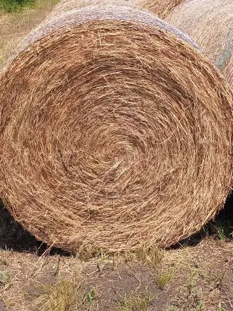 Bale of Hay for sale 4X5