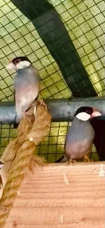 FINCHES JAVA SOCIETY