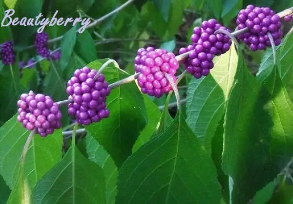 Producing Beautyberry Shrubs