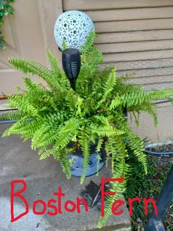 Various Outdoor Plants For Sale - $3 and Up