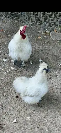SILKIE HEN And ROOSTER