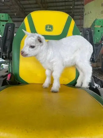 Bottle baby goats