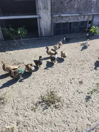 Ducks , female ducks , ducks hen , duck