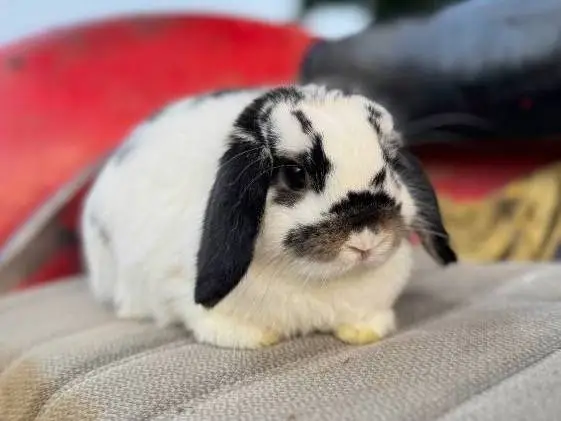 Holland lop doe