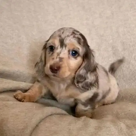 Dachshund puppies for adoption