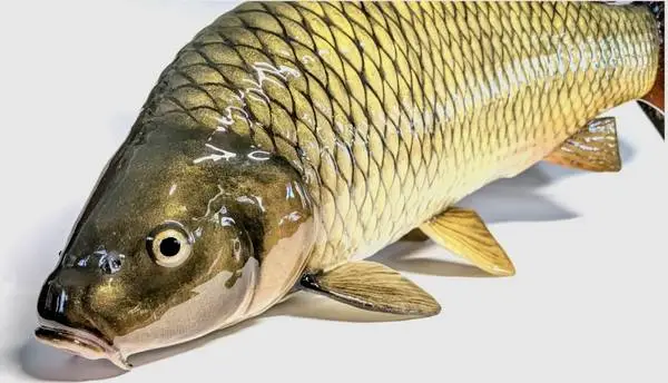 ISO Carp, Suckers, Rough fish, etc.