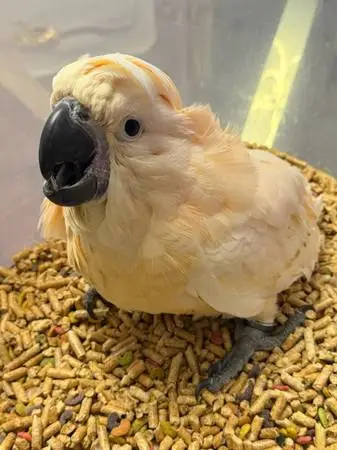 Moluccan baby cockatoo
