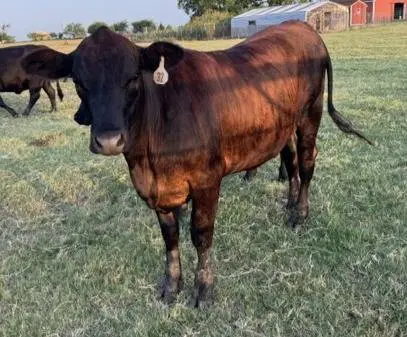 Tiger Stripe Brangus Heifer
