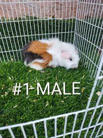 Baby guinea pigs
