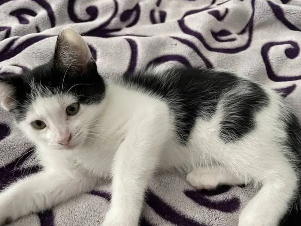 Kittens