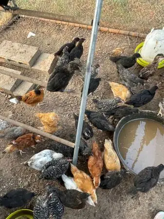 Blue Andalusian, Easter Eggers, Barred Rocks,Buff Orpington, Chickhens