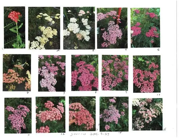 Colored yarrow--coral & lavender--blooming now