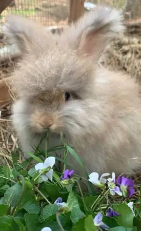 ENGLISH ANGORA BABY BUNNIES