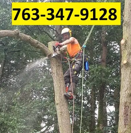 Professional Tree Removal, Trimming, Pruning, Full Time Arborist