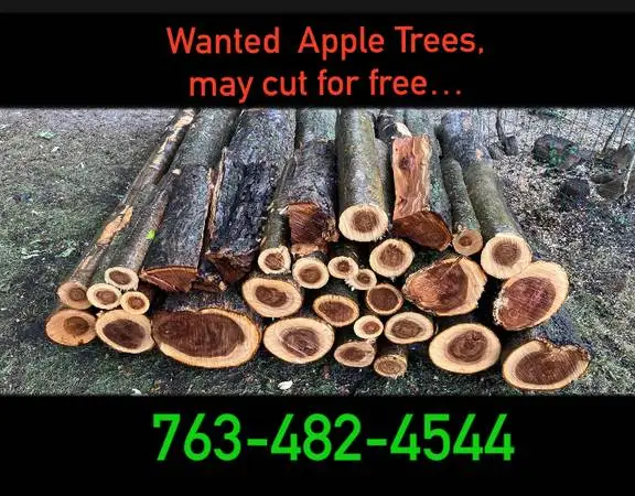 Wanted Apple Tree / Trees for firewood / wood projects.
