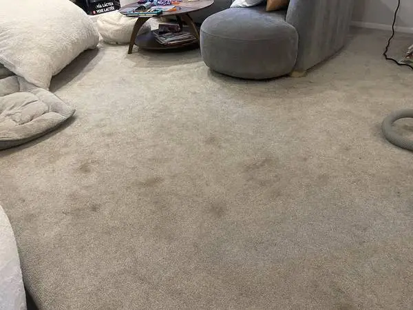 CARPET CLEANING $39/RM - AREA RUGS, UPHOLSTERY, WATER DAMAGE ✅