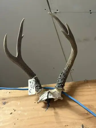 WA. STATE COLUMBIA BLACK TAIL DEER ANTLERS