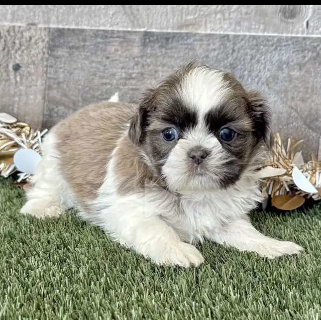 puppy for adoption
