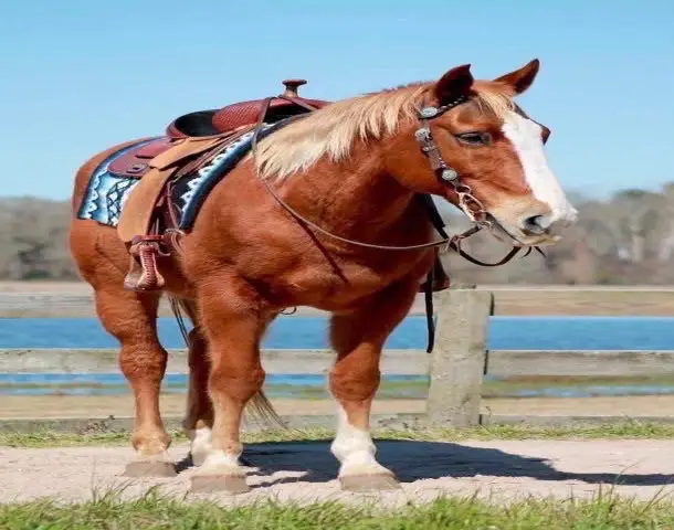 trail horse