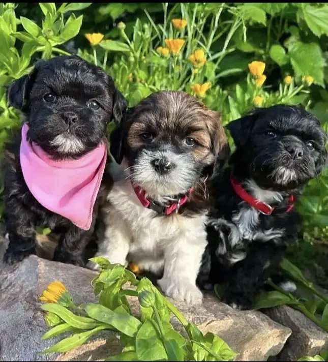 puppy for adoption