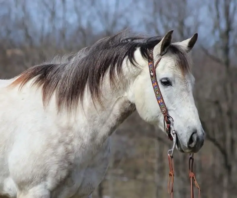 trail horse