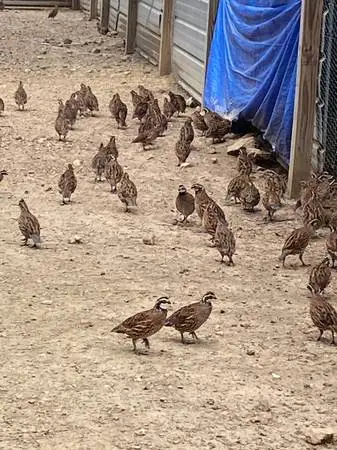 Northern bobwhite flight condition quail