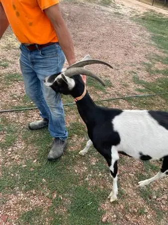 Alpine Milking Dairy/Pack Goat