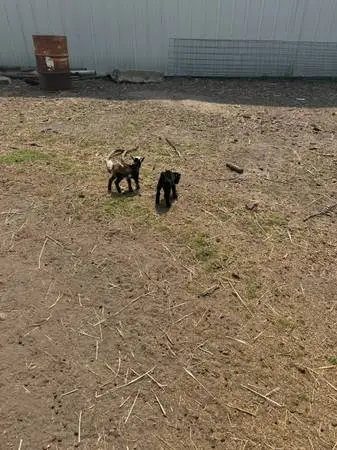 Male Bottle goats