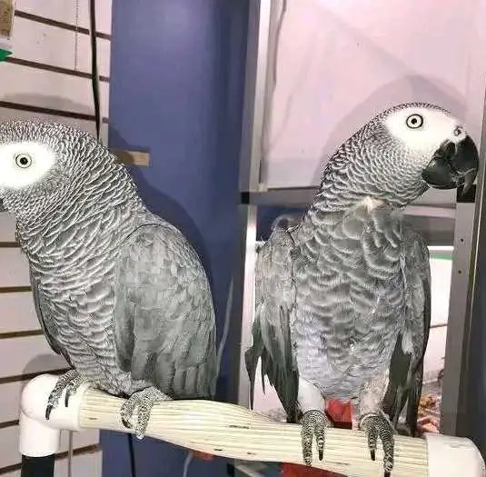 parrot