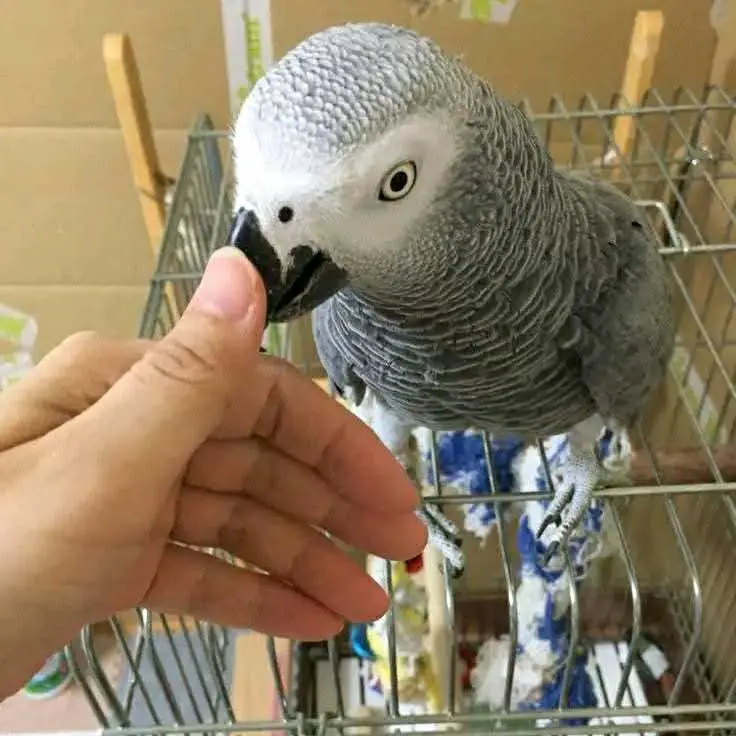 parrot