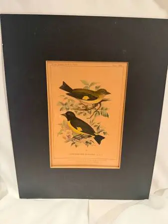 Chicago Academy of Sciences Bird Print CHRYSOMISTRIS BRYANTII