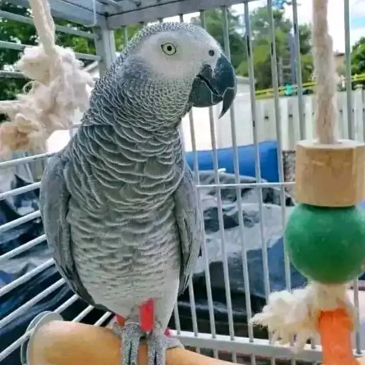 parrot