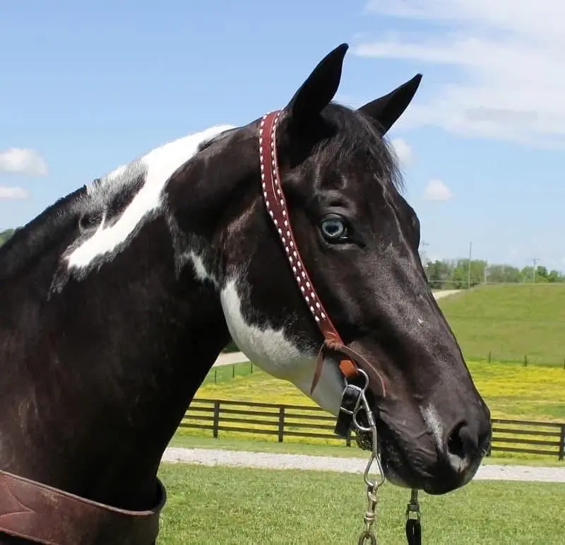 Beautiful 7-Year-Old Mare – Experienced Trail & Pleasure Horse
