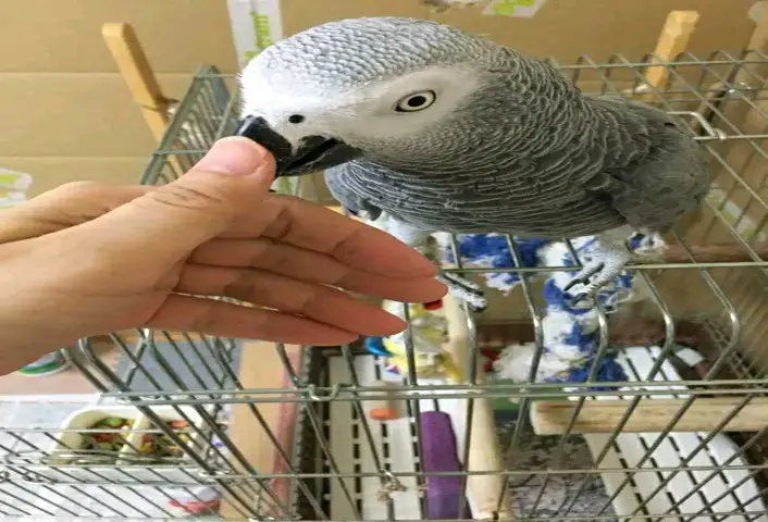parrot