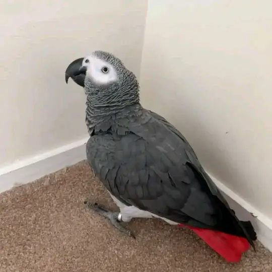 parrot