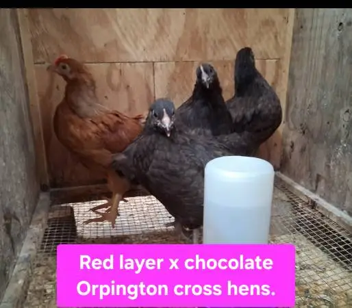 Healthy young poultry available! Chickens, ducks turkeys.